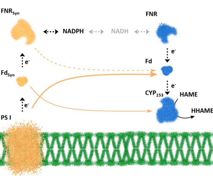 Electron transfer routes from the photosynthetic apparatus to heterologous CYP-systems expressed in Synechocystis sp. PCC 6803: